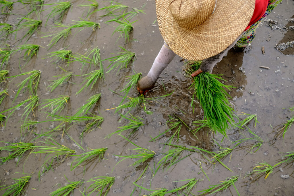 05 JULY 2018, PAMPANGA, PHILIPPINES - Farmers wrap up planting a rice variety in one of the provinces suceptible to flooding. 

FA0/VEEJAY VILLAFRANCA